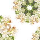 Huisparfum Angélique Noire 500ml